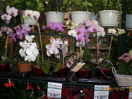 Resize of CIMG0268.JPG